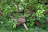 SUPPORT FOR MORUS NIGRA, GAINSBOROUGHS HOUSE GARDEN, SUDBURY