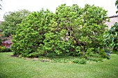 MORUS NIGRA, GAINSBOROUGHS HOUSE GARDEN, SUDBURY