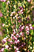 ERICA MULTIFLORA