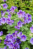 GERANIUM X MAGNIFICUM,GAINSBOROUGHS HOUSE GARDEN, SUDBURY