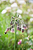 GAINSBOROUGHS HOUSE GARDEN, SUDBURY