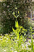 DIPSACUS FULLONUM, ISATIS TINCTORIA AND ANTHEMIS TINCTORIA IN ASSOCIATION AT GAINSBOROUGHS HOUSE GARDEN, SUDBURY