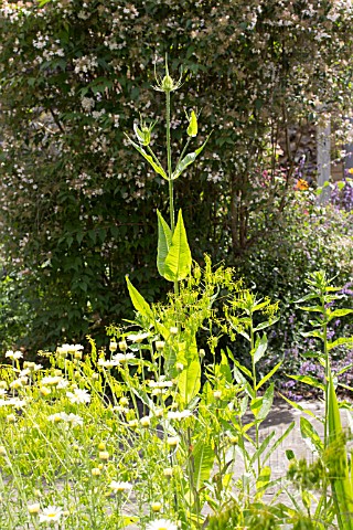 DIPSACUS_FULLONUM_ISATIS_TINCTORIA_AND_ANTHEMIS_TINCTORIA_IN_ASSOCIATION_AT_GAINSBOROUGHS_HOUSE_GARD