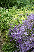 CAMPANULA POSCHARSKYANA, GAINSBOROUGHS HOUSE GARDEN, SUDBURY