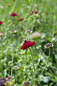 GAINSBOROUGHS HOUSE GARDEN, SUDBURY