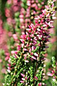 CALLUNA VULGARIS ATHENE, (ROSE)