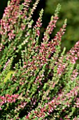 CALLUNA VULGARIS ATHENE