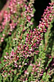 CALLUNA VULGARIS ATHENE