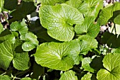 WASABIA JAPONICA,  (WASABI)