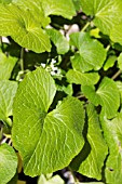 WASABIA JAPONICA,  (WASABI)