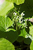 WASABIA JAPONICA,  (WASABI)