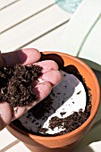 COVERING SEED DISC WITH POTTING COMPOST, EVENLY SPACED FOR GROWING IN POT