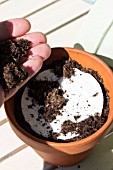 COVERING SEED DISC WITH POTTING COMPOST, EVENLY SPACED FOR GROWING IN POT