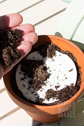 COVERING_SEED_DISC_WITH_POTTING_COMPOST_EVENLY_SPACED_FOR_GROWING_IN_POT