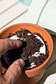 COVERING SEED DISC WITH POTTING COMPOST, EVENLY SPACED FOR GROWING IN POT