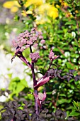 ANGELICA SYLVESTRIS PURPUREA