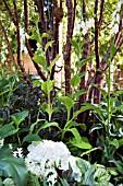 AUGUST 1963 I HAVE A DREAM - GARDEN, DESIGNER STEPHEN A RYAN, RHS HAMPTON COURT FLOWER SHOW.  CELEBRATES 50 YEARS OF PROGRESS IN RACIAL INTEGRATION AND EQUALITY SINCE MARTIN LUTHER KINGS FAMOUS SPEECH IN AUGUST 1963.