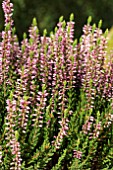 CALLUNA VULGARIS PINK ALICIA