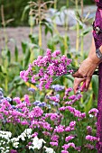 CUTTING LIMONIUM SINUATUM (STATICE)