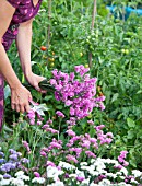 CUTTING LIMONIUM SINUATUM (STATICE)