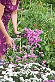 CUTTING LIMONIUM SINUATUM (STATICE)