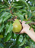 PICKING PEARS