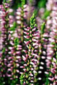 CALLUNA VULGARIS PINK ALICIA