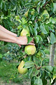 PICKING PEARS