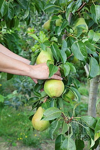 PICKING_PEARS