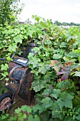 VINE AND BLACKBERRY COVERING A COMPOST BIN AND WHEELBARROW