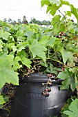 VINE AND BLACKBERRY COVERING A COMPOST BIN