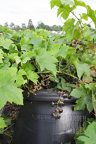 VINE_AND_BLACKBERRY_COVERING_A_COMPOST_BIN