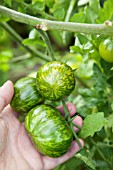 PICKING TOMATO GREEN ZEBRA