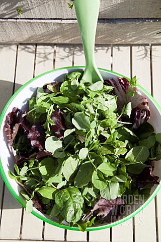 MIXED_SALAD_BOWL_WITH_PEA_SHOOTS_ESCAROLE_BABY_SPINACH_BABY_CHARD_FRISEE_LETTUCE_AND_RADDICHIO