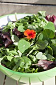 MIXED SALAD BOWL WITH; PEA SHOOTS, ESCAROLE, BABY SPINACH, BABY CHARD, FRISEE LETTUCE AND RADDICHIO WITH EDIBLE NASTURTIUM FLOWER (TROPAEOLUM)