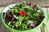 MIXED SALAD BOWL WITH; PEA SHOOTS, ESCAROLE, BABY SPINACH, BABY CHARD, FRISEE LETTUCE AND RADDICHIO WITH EDIBLE NASTURTIUM FLOWER (TROPAEOLUM)