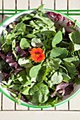 MIXED SALAD BOWL WITH; PEA SHOOTS, ESCAROLE, BABY SPINACH, BABY CHARD, FRISEE LETTUCE AND RADDICHIO WITH EDIBLE NASTURTIUM FLOWER (TROPAEOLUM)