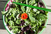 MIXED SALAD BOWL WITH; PEA SHOOTS, ESCAROLE, BABY SPINACH, BABY CHARD, FRISEE LETTUCE AND RADDICHIO WITH EDIBLE NASTURTIUM FLOWER (TROPAEOLUM)