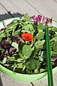 MIXED SALAD BOWL WITH; PEA SHOOTS, ESCAROLE, BABY SPINACH, BABY CHARD, FRISEE LETTUCE AND RADDICHIO WITH EDIBLE NASTURTIUM FLOWER (TROPAEOLUM)