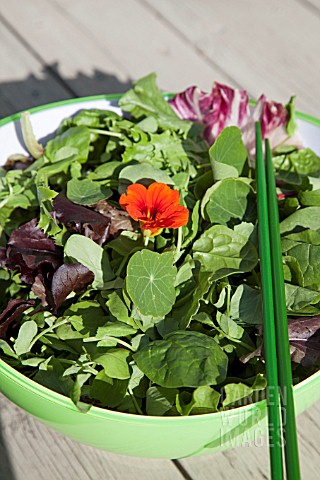 MIXED_SALAD_BOWL_WITH_PEA_SHOOTS_ESCAROLE_BABY_SPINACH_BABY_CHARD_FRISEE_LETTUCE_AND_RADDICHIO_WITH_