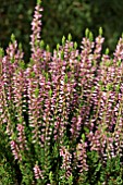 CALLUNA VULGARIS PINK ALICIA