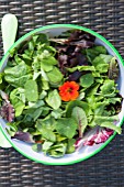 MIXED SALAD BOWL WITH; PEA SHOOTS, ESCAROLE, BABY SPINACH, BABY CHARD, FRISEE LETTUCE AND RADDICHIO WITH EDIBLE NASTURTIUM FLOWER (TROPAEOLUM)