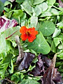 MIXED SALAD BOWL WITH; PEA SHOOTS, ESCAROLE, BABY SPINACH, BABY CHARD, FRISEE LETTUCE AND RADDICHIO WITH EDIBLE NASTURTIUM FLOWER (TROPAEOLUM)