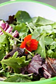 MIXED SALAD BOWL WITH; PEA SHOOTS, ESCAROLE, BABY SPINACH, BABY CHARD, FRISEE LETTUCE AND RADDICHIO WITH EDIBLE NASTURTIUM FLOWER (TROPAEOLUM)