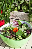 MIXED SALAD BOWL WITH; PEA SHOOTS, ESCAROLE, BABY SPINACH, BABY CHARD, FRISEE LETTUCE AND RADDICHIO WITH EDIBLE NASTURTIUM FLOWER (TROPAEOLUM)