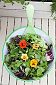 MIXED SALAD BOWL WITH; PEA SHOOTS, ESCAROLE, BABY SPINACH, BABY CHARD, FRISEE LETTUCE AND RADDICHIO WITH EDIBLE NASTURTIUM FLOWER (TROPAEOLUM)