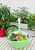 MIXED SALAD BOWL WITH; PEA SHOOTS, ESCAROLE, BABY SPINACH, BABY CHARD, FRISEE LETTUCE AND RADDICHIO WITH EDIBLE NASTURTIUM FLOWER (TROPAEOLUM) WITH MIXED HERB PLANTER, RED CHILI PLANT AND SAVOY CABBAGE