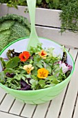 MIXED SALAD BOWL WITH; PEA SHOOTS, ESCAROLE, BABY SPINACH, BABY CHARD, FRISEE LETTUCE AND RADDICHIO WITH EDIBLE NASTURTIUM FLOWER (TROPAEOLUM)