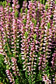 CALLUNA VULGARIS PINK ALICIA