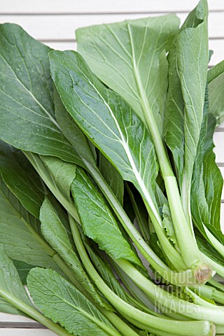 BRASSICA_CAMPESTRIS_VAR_PARACHINENSIS_CHOI_SUM